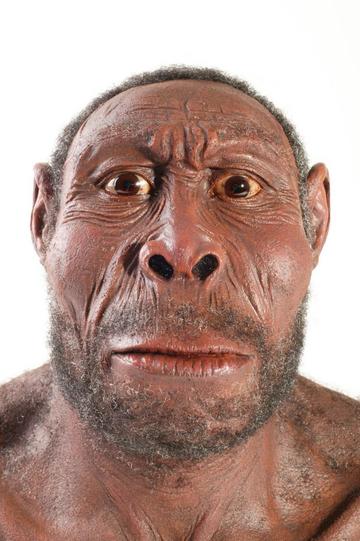 Los primeros  Homo sapiens van a Arabia