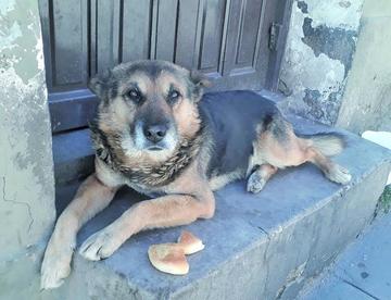 El fiel amigo.