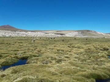 Anuncian estudio de aguas de Sacaya que van a Chile 