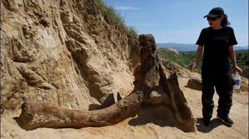Hallan restos de un elefante  prehistórico antes al mamut