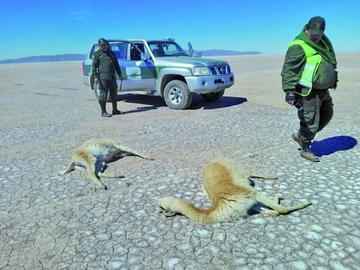Los policías verificaron la muerte de las vicuñas.