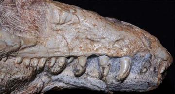 Hallan fósil de nuevo reptil que vivió hace 237 millones de años en Brasil