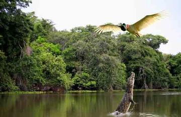 Es el área protegida con más especies de plantas, subespecies de mariposas, aves y mamíferos.