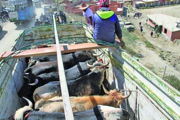 La Alcaldía de La Paz impide corrida  de toros pese a resistencia vecinal