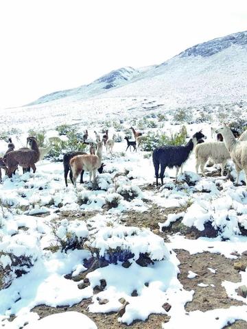 Miles de animales buscan alimento en medio de la nieve.