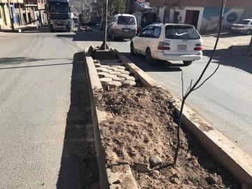Adoquines en jardineras causas reacción