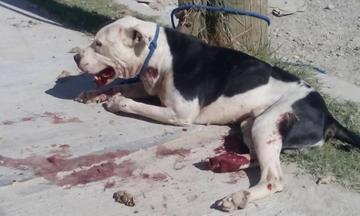 Fiscalía pide cárcel para dueños de feroz pitbull que atacó a niño