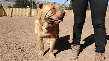 Aplican la eutanasia al perro Pantuque por tumor maligno