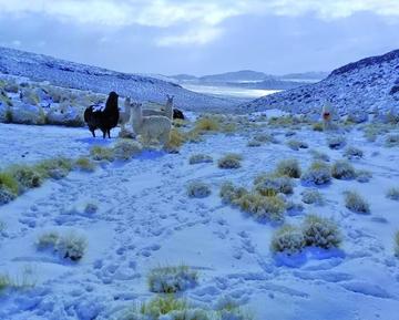 Los animales son los más afectados por fuerte nevada