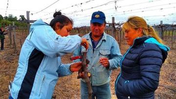 Capacitan a agricultores para mejorar la producción vitivinícola