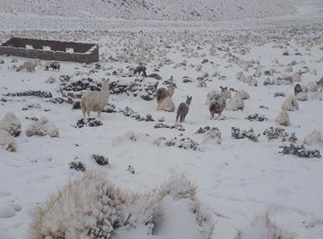 En algunas zonas el ganado camélido pudo quedar lejos de los corrales.