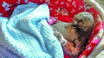 Cochabamba: tras cirugía, perezoso Pancho está en observación médica
