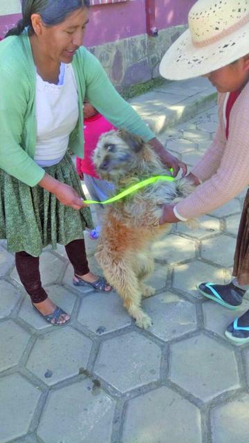El personal de salud estuvo vacunando a los animalitos también en las áreas periurbanas.