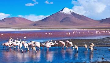 Laguna Colorada Potosí - Bolivia.