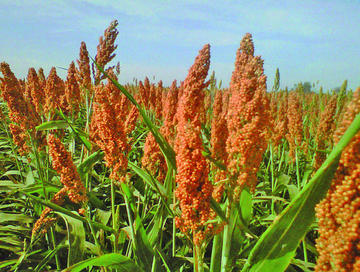 Desde 2019 se producirá etanol a base de sorgo 