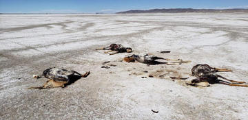 Cazadores matan a las vicuñas y les quitan su lana