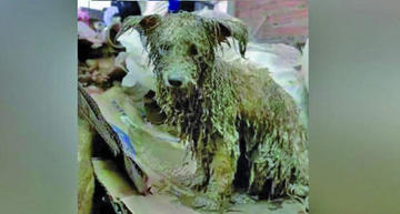 En Tiquipaya, un refugio para canes y sufrió una inundación y más de 80 perros están afectados.