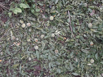 Las plantaciones de duraznos quedaron destrozadas.