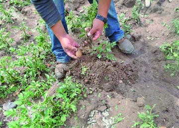 Reportan destrucción de cultivos en 25 municipios por las heladas