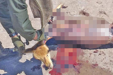 Vicuñas2 pix.jpg