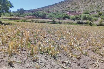 Lluvias, granizo y heladas dañan la producción agrícola de Potosí