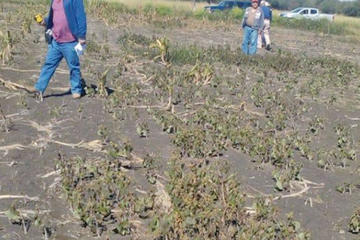Las heladas afectaron los cultivos en 14 regiones del departamento de Potosí.