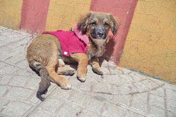 Alistan camapaña para vacunar cachorros