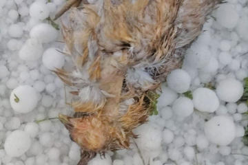 Se reportó la muerte de 10 gallinas.