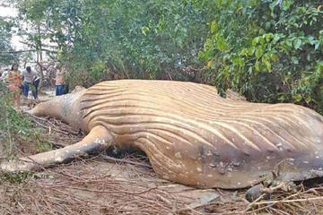 Hallan una ballena jorobada en un manglar de la Amazonía brasileña