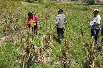 Tarapaya, Mondragón y Paranturí perdieron casi 90 % de cultivos