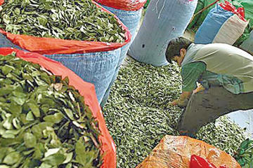 Develan que Bolivia es el tercer productor de cocaína del mundo