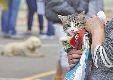 Continúa la campaña de esterilización gratuita de perros y gatos