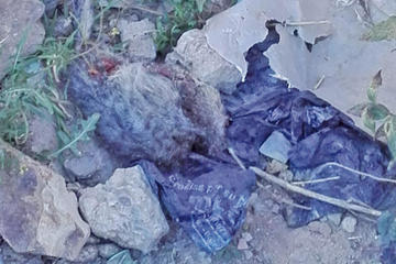 Destrozan animales en posible ritual satánico 