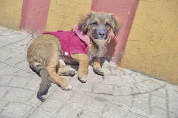 Este 10 de junio se vacunará a los cachorros en el municipio de Potosí