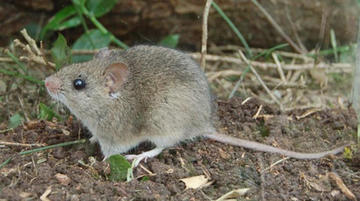 El calomys callosus, conocido como laucha campestre es el roedor que transmite el tipo de Arenavirus.