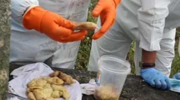 Hallan otros 2 cuerpos que contenían cápsulas de droga