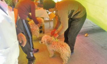 Piden asistir a los puntos de vacunación.