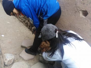 Vacunan a los animalitos.