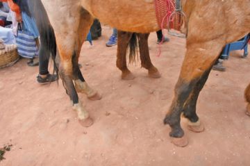 Este caballo no tenía herraduras en las patas traseras.