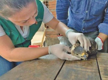 Fuego deja animales silvestres mutilados, quemados y muertos