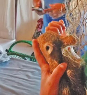 Fuego deja animales silvestres mutilados, quemados y muertos