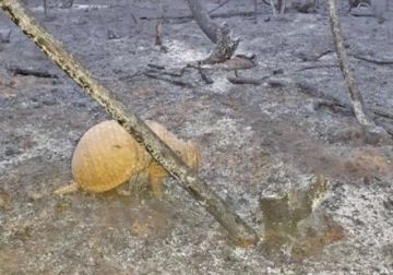 Fuego deja animales silvestres mutilados, quemados y muertos