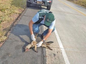 Fuego deja animales silvestres mutilados, quemados y muertos
