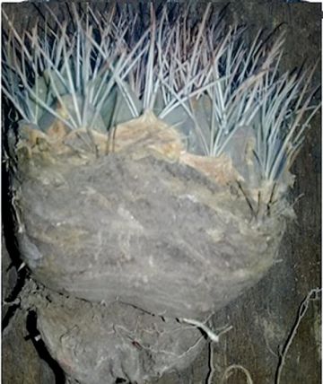 La riqueza de  la achacana