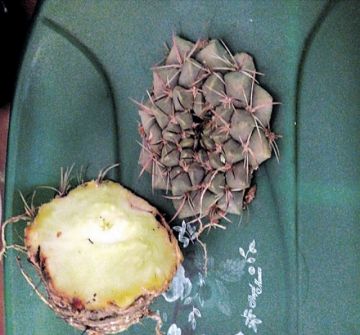 La riqueza de  la achacana
