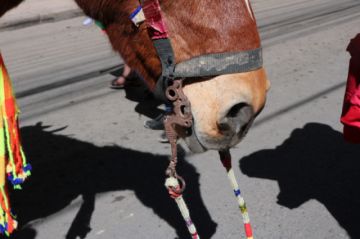Lo negativo: hubo maltrato animal
