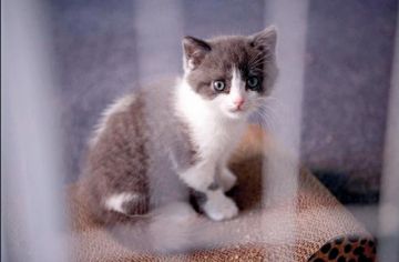 China clona a su primer gato y piensa en pandas