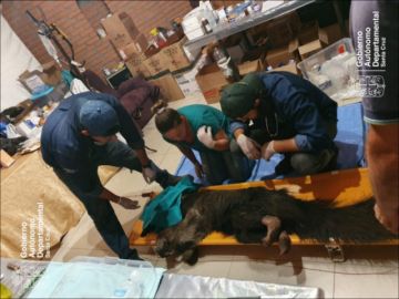 Es atendida por veterinarios.