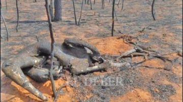 Animales calcinados es lo que dejó el fuego que se dio en el parque Ñembi Guasu.