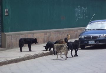 Los canes vagabundos aumentan en la ciudad.